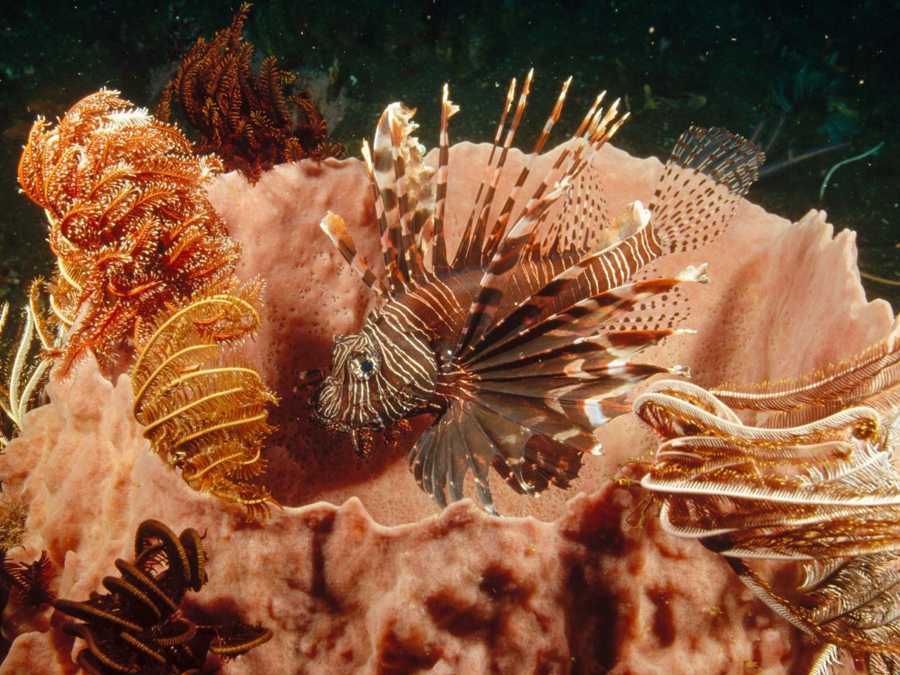 обои Lionfish Lurking Among Feather Star Crinoids фото