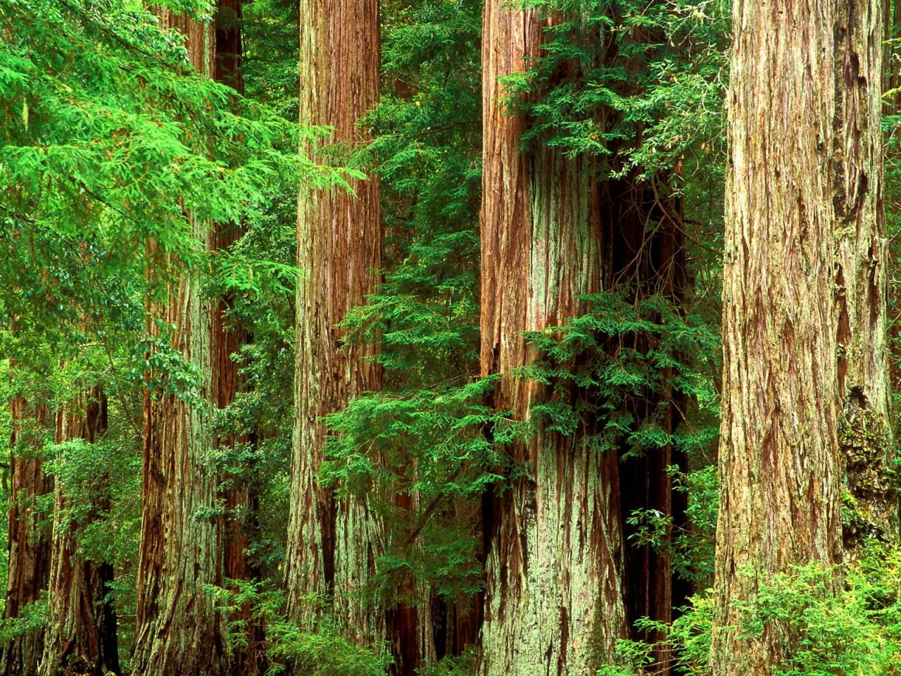 обои Ancient Giants, Big Basin Redwood State Park, California фото