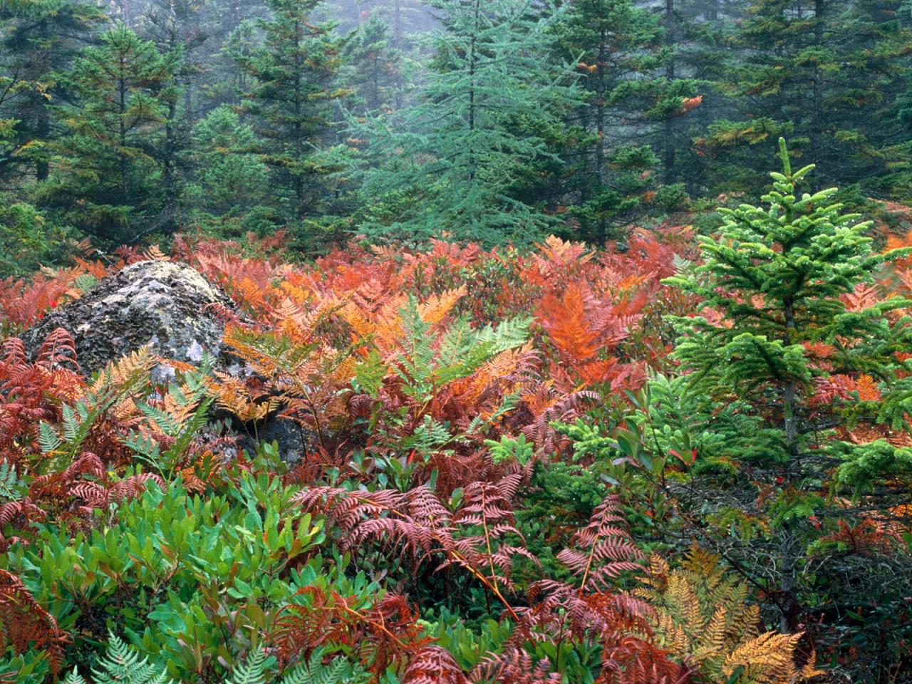 обои Colorful Ferns in Autumn, Acadia National Park, Maine фото