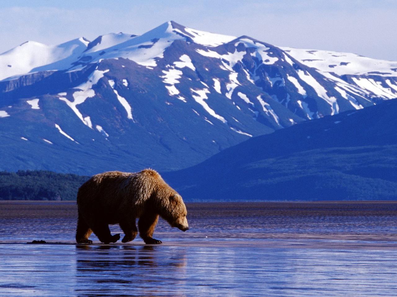 обои Trolling the Landscape, Brown Bear, Alaska фото