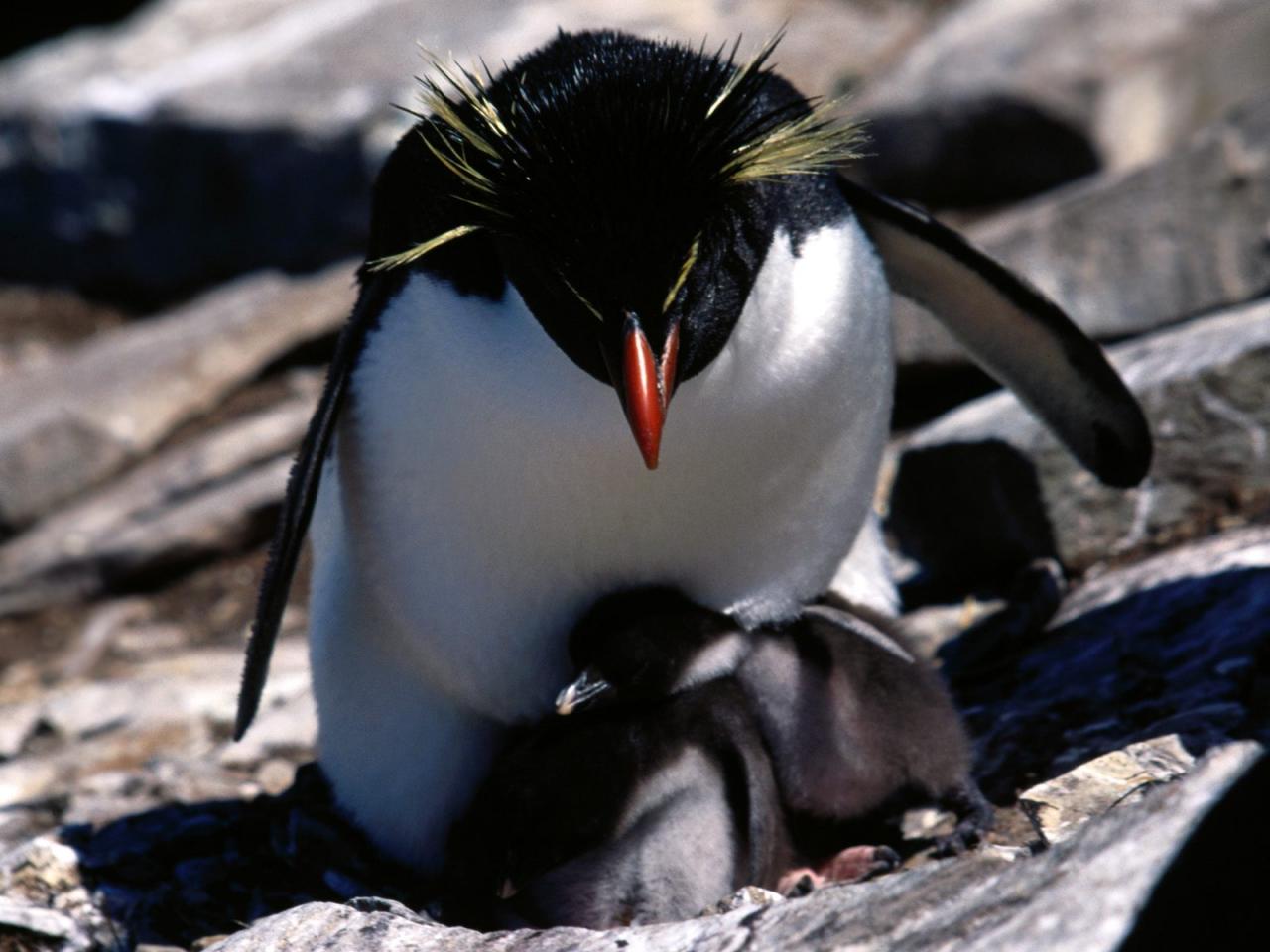 обои Rockhopper Penguins фото