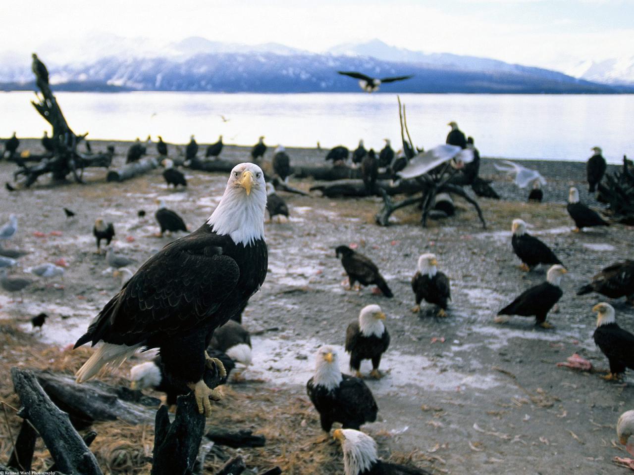 обои Forward Thinking, Bald Eagles, Alaska фото