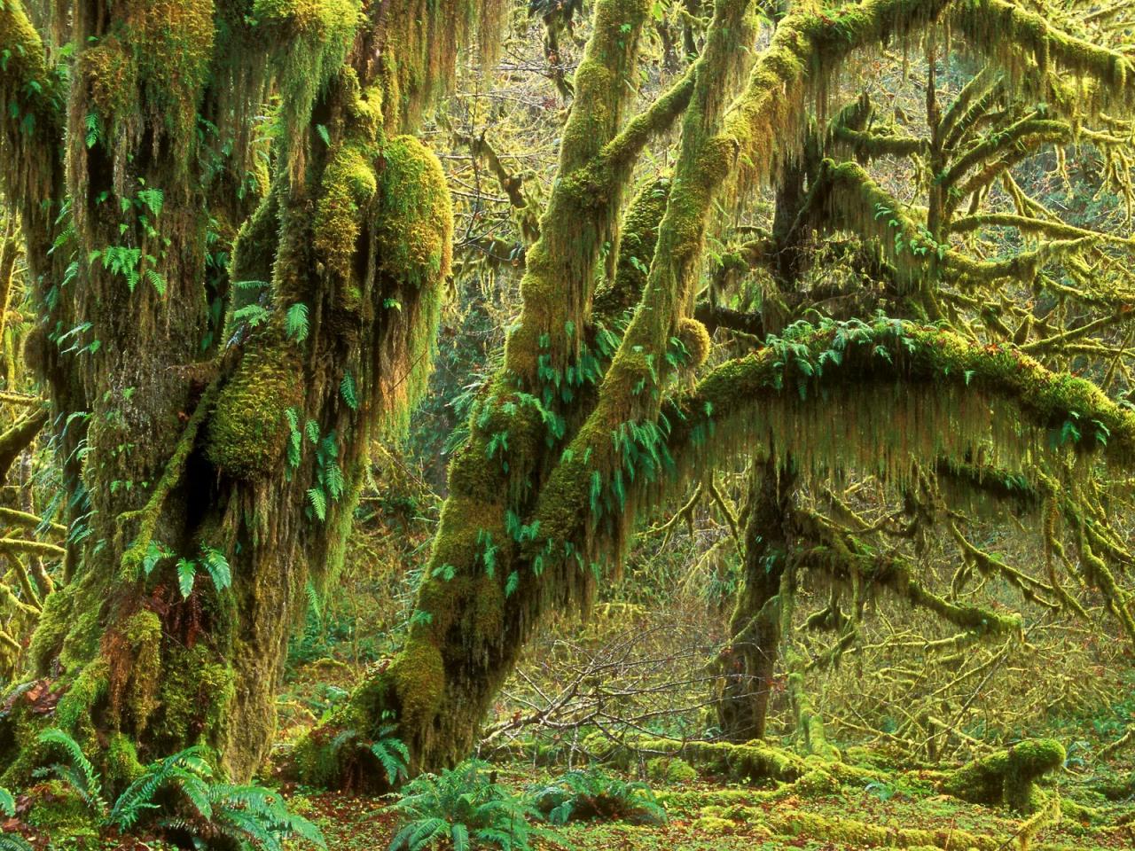 обои Quinault Rainforest, Olympic National Park, Washington фото