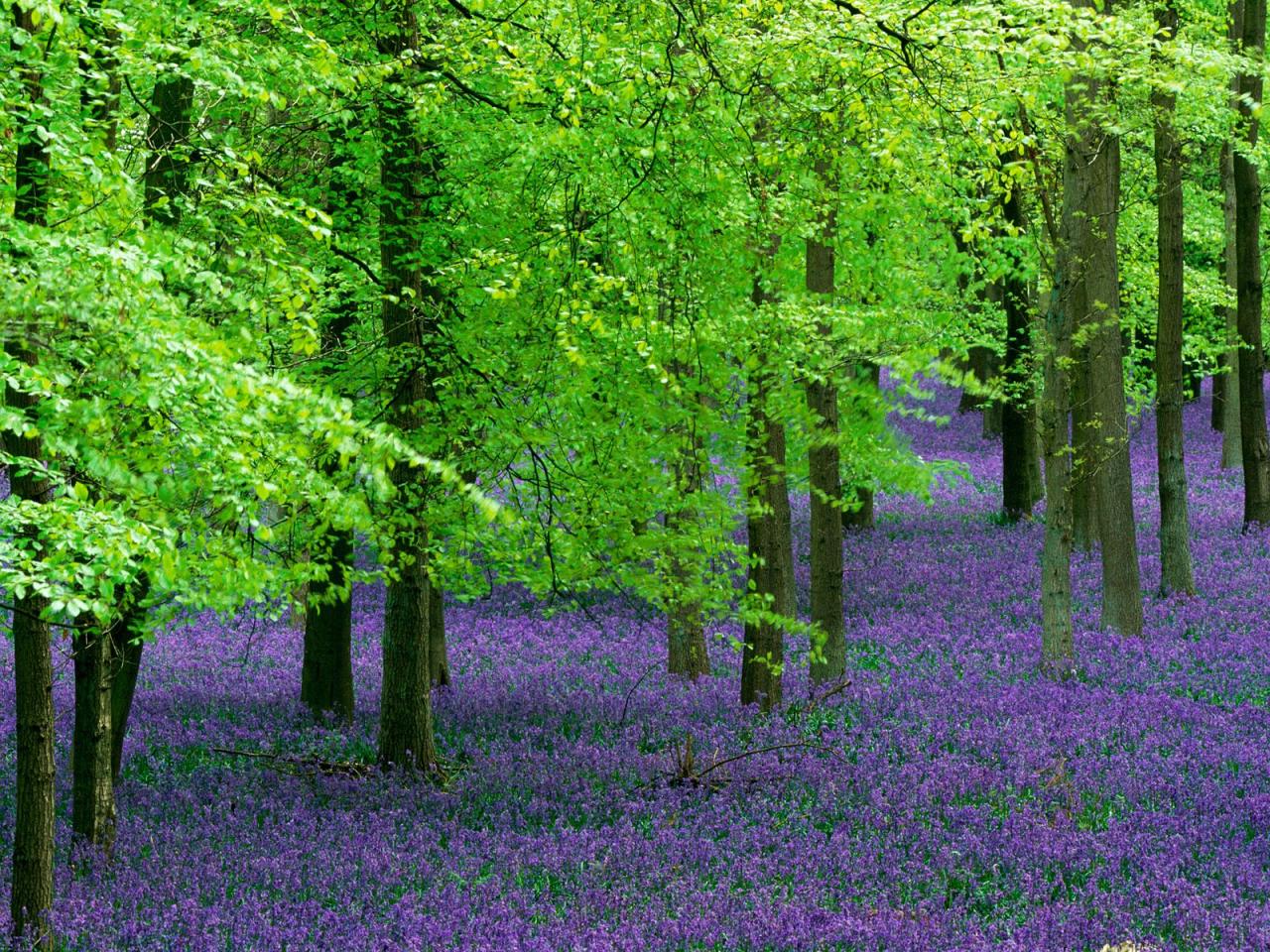 обои Blue Bells and Beech Trees, England фото