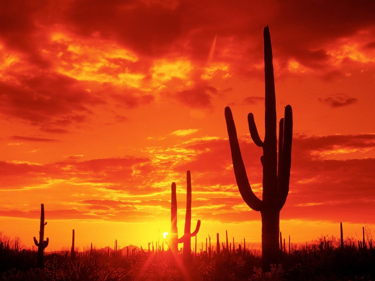 обои Burning Sunset, Saguaro National Park. Arizona фото