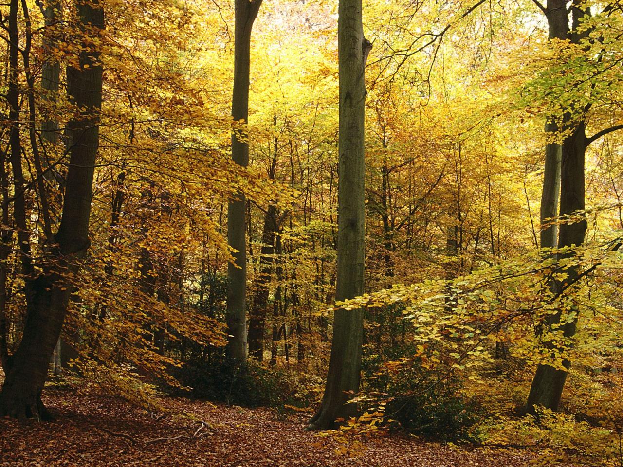 обои Burnham Beeches, Bucks, England фото