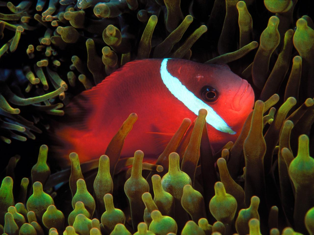 обои Red and Black Anemonefish фото