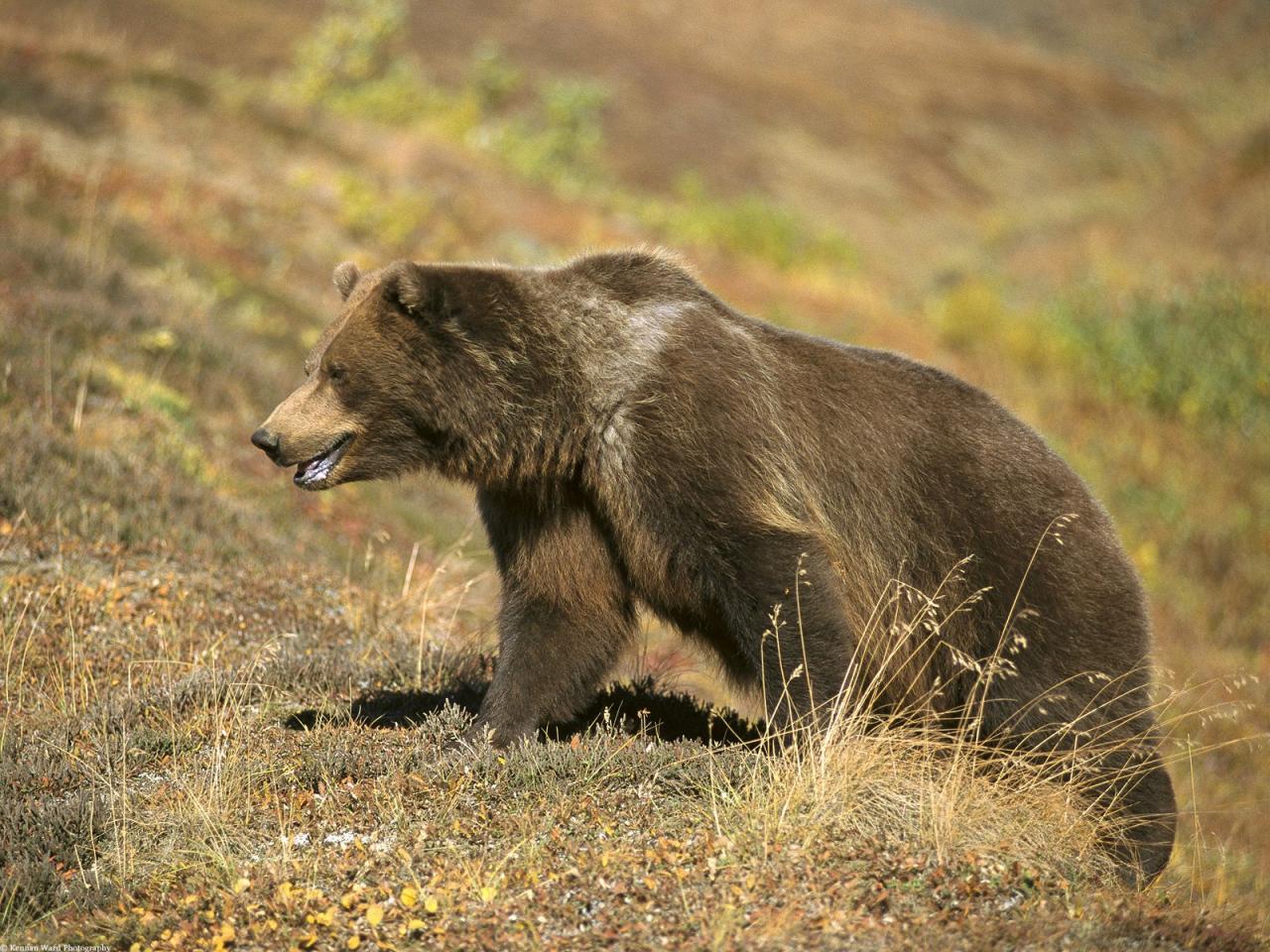 обои Grizzly Bear on Tundra, Alaska фото