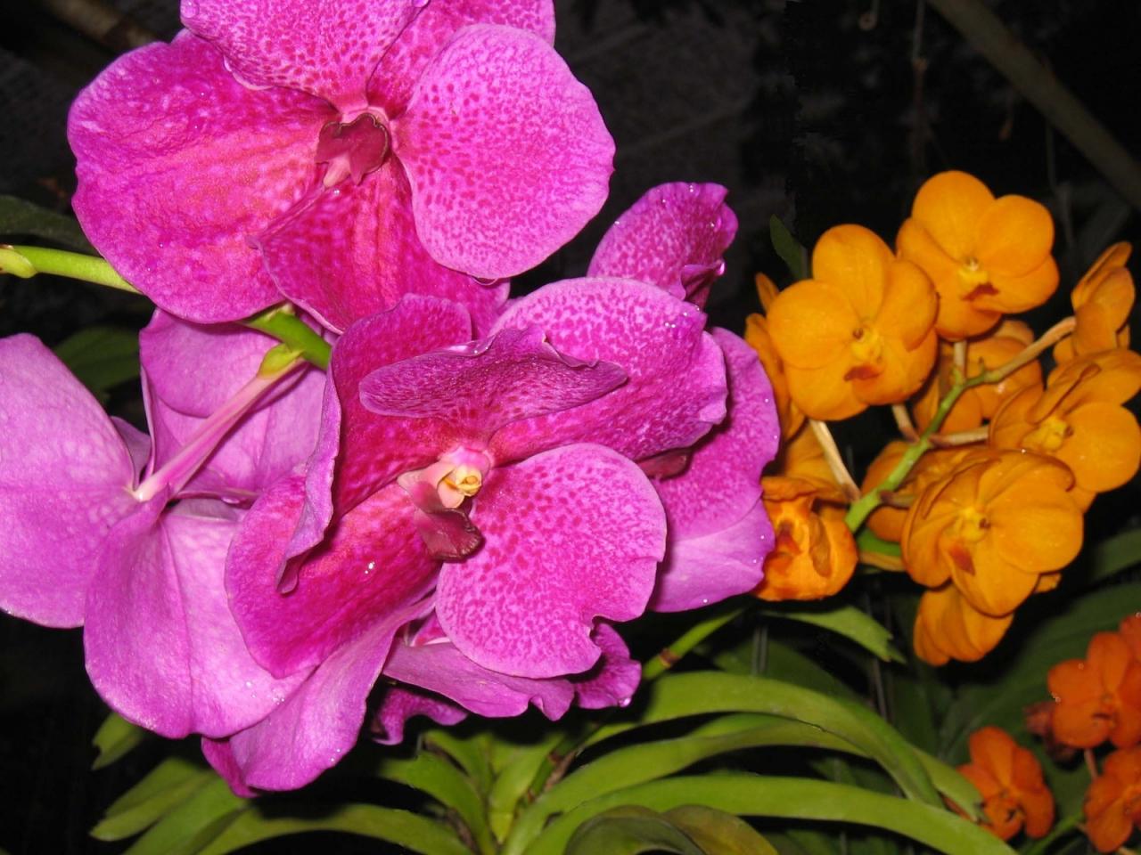 обои Разноцветные орхидеи фото