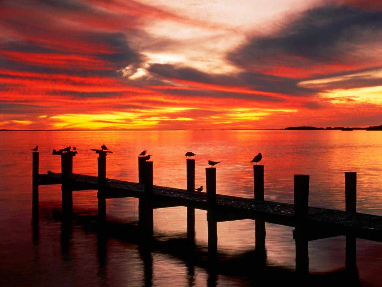 обои Seagulls at Sunset, Fort Myers, Florida фото