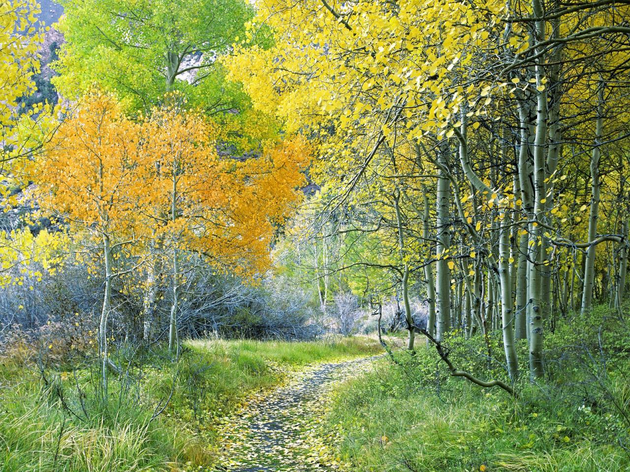 обои Aspen Forest, Eastern Sierra, California фото