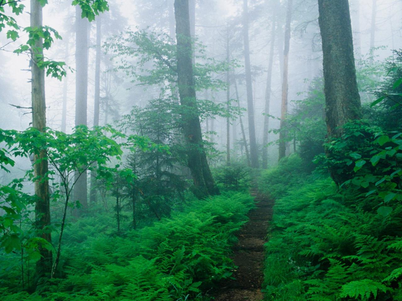 обои Appalachian Trail Along Foggy Ridge, Smoky Mountains, Tennessee фото