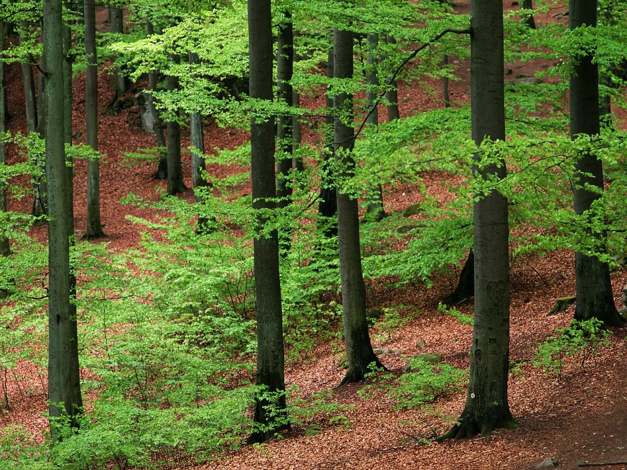 обои Beechwood Forest, Skane, Sweden фото