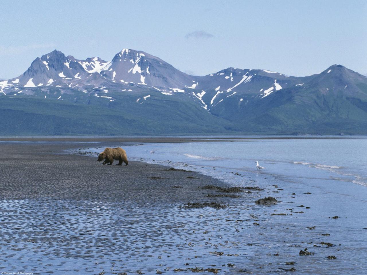 обои Strolling the Emerald Coastline, Brown Bear, Alaska фото