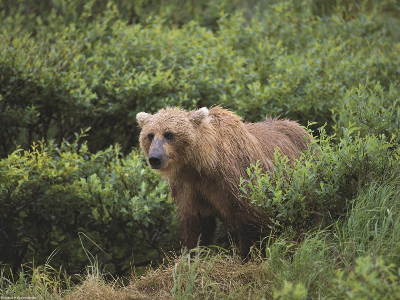 обои Wet and Wild, Brown Bear, Alaska фото