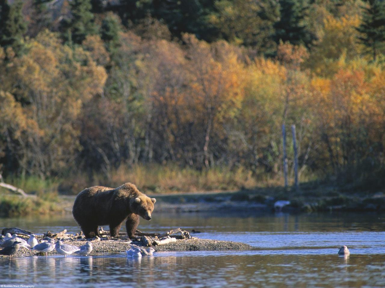 обои Staking His Claim, Brown Bear, Alaska фото