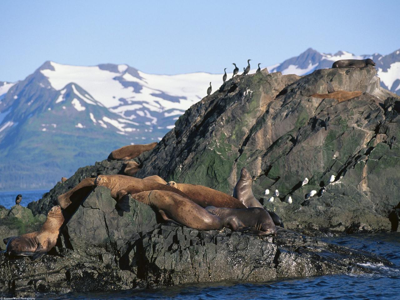 обои Stellar Sea Lions, Sea Gulls and Cormorants, Alaska фото