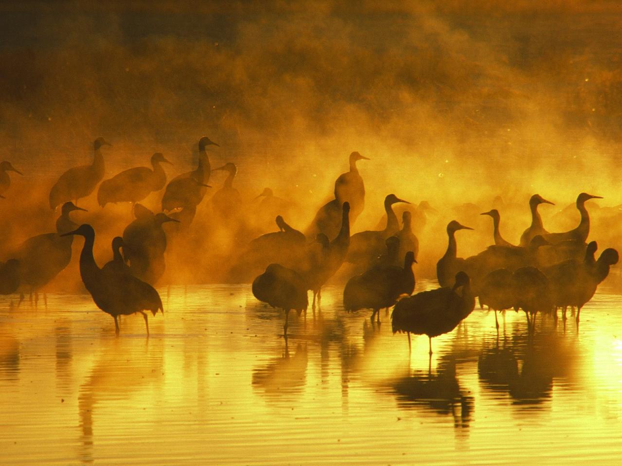 обои Sand Hill Cranes in Fog фото