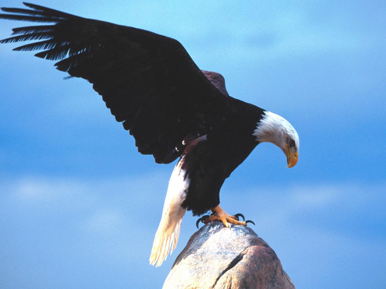 обои The Messenger, Bald Eagle фото