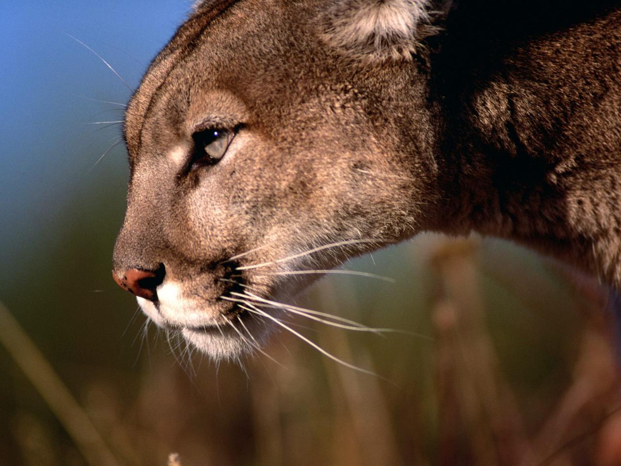 обои Mountain Lion, Flathead Valley, Montana фото