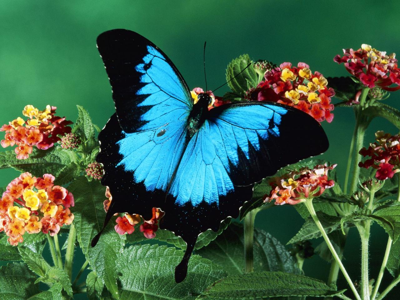 обои Ulysses Butterfly, Kuranda State Forest, Queensland, Australia фото