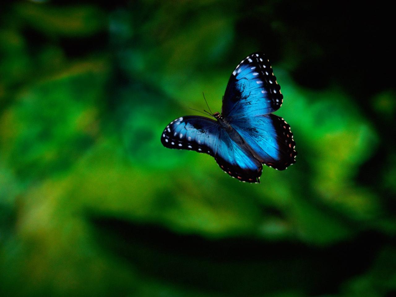 обои Morpho Butterfly in Flight, Costa Rica фото