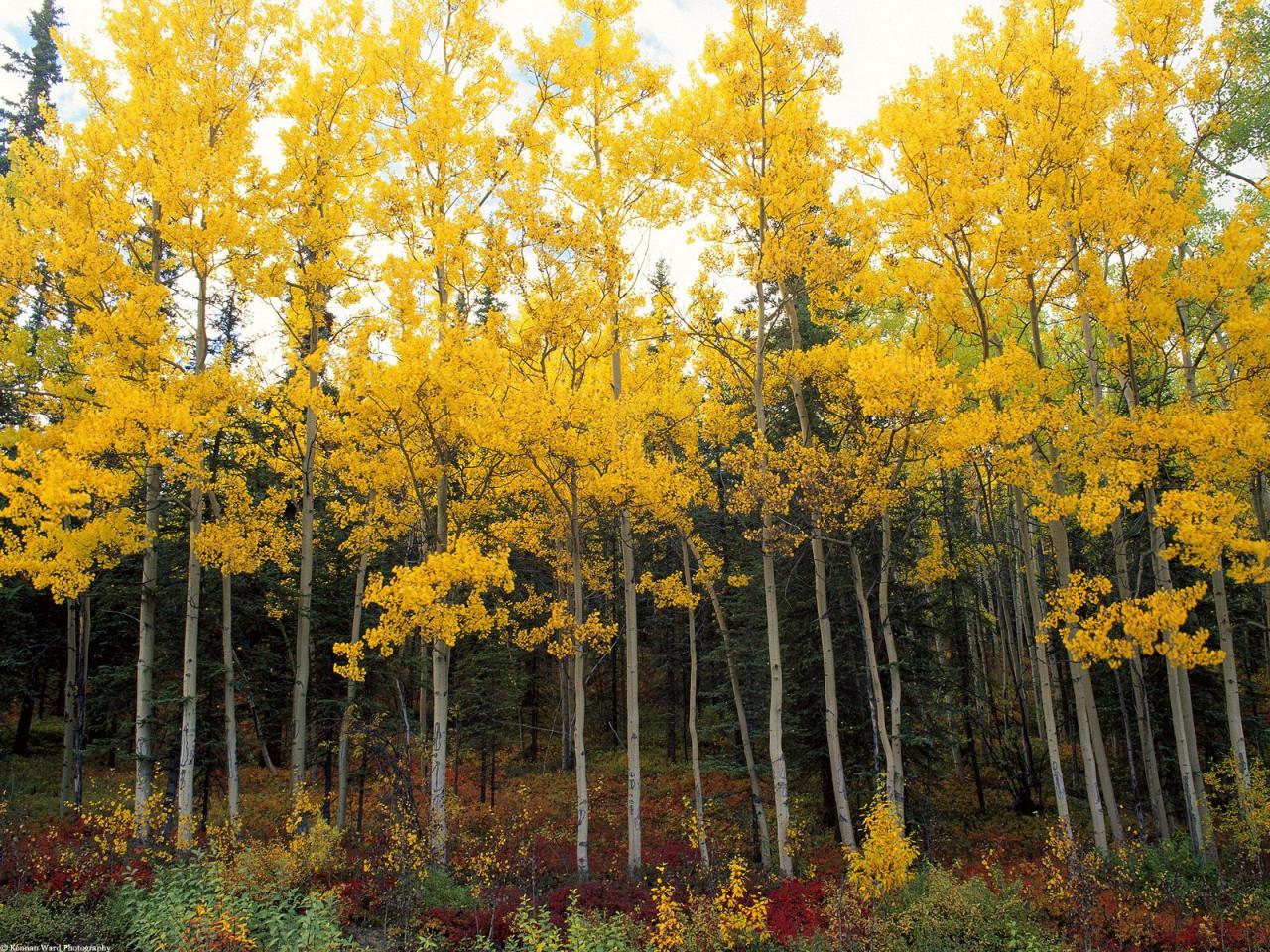 обои Aspen and Birch, Denali National Park, Alaska фото