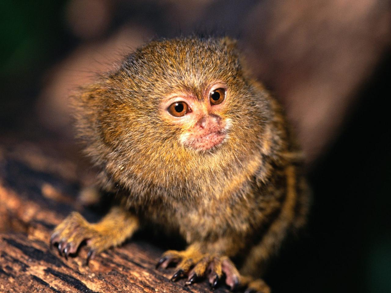 обои Pygmy Marmoset фото