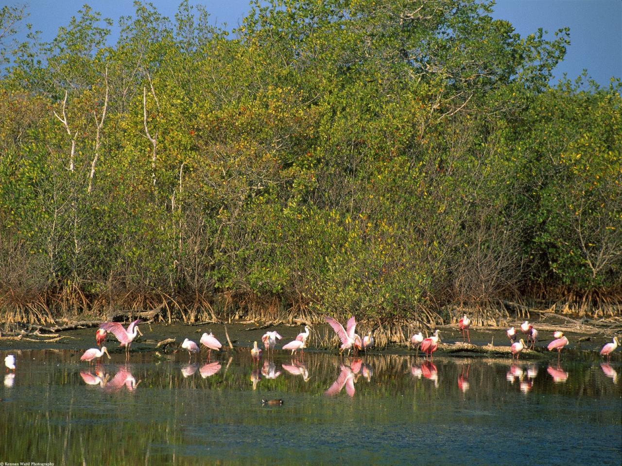 обои Roseate Spoonbills, Ding Darling National Refuge, Florida фото