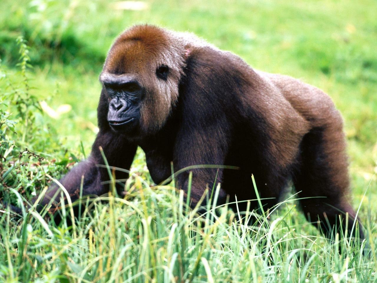 обои Moseying Along, Western Lowland Gorilla фото