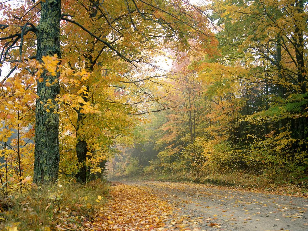 обои Crisp Autumn Afternoon, Vermont фото