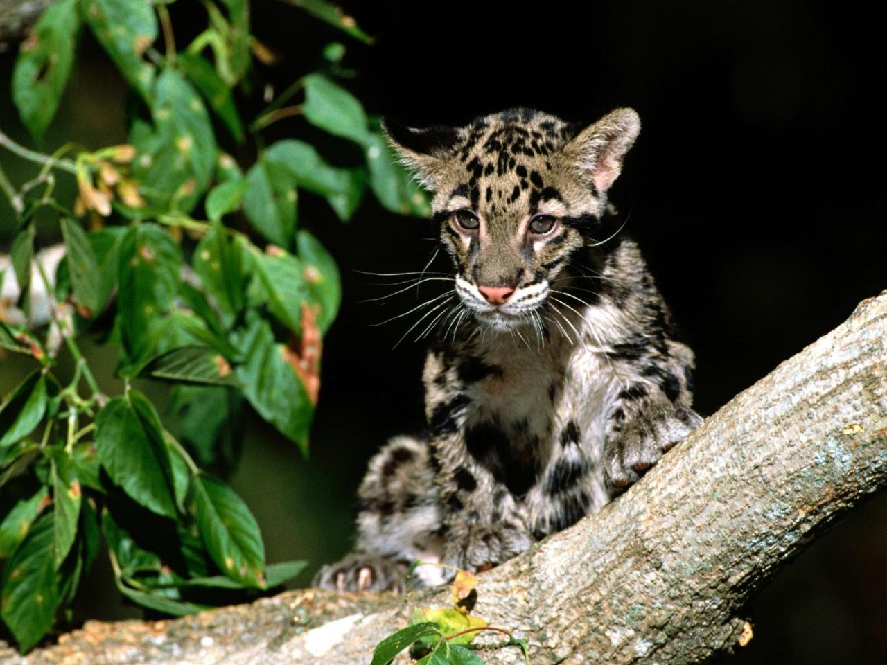 обои Clouded Leopard Cub фото