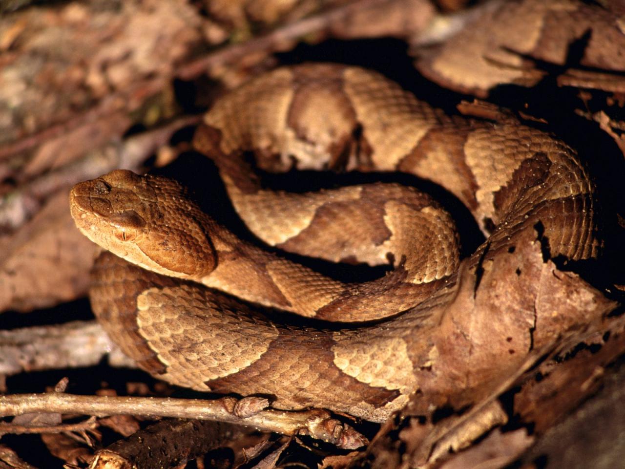 обои Copperhead, Fall Creek Falls State Park, Tennessee фото