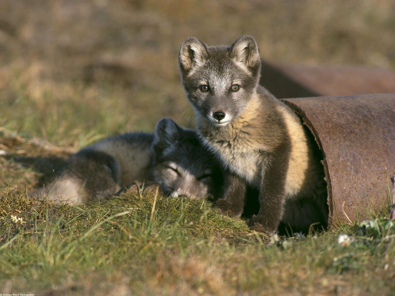 обои Fox Kits фото