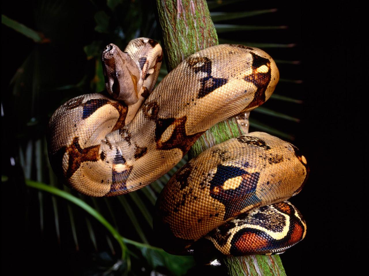 обои Red-Tailed Boa Constrictor фото