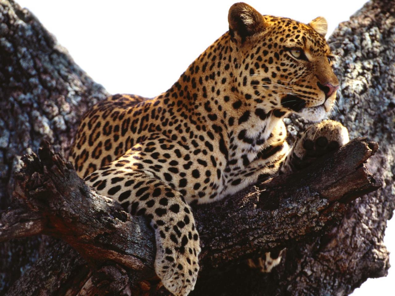 обои Outward Thoughts, African Leopard фото