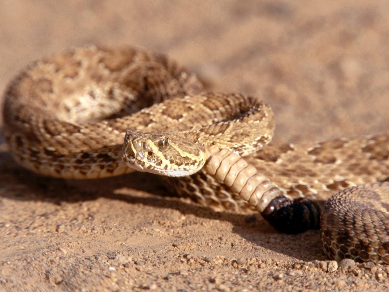 обои Prairie Rattlesnake, South Dakota фото