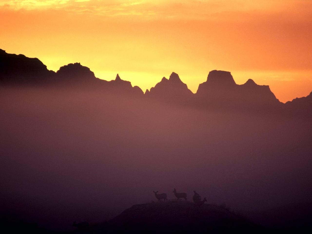 обои Mule Deer at Sunrise, Badlands, South Dakota фото