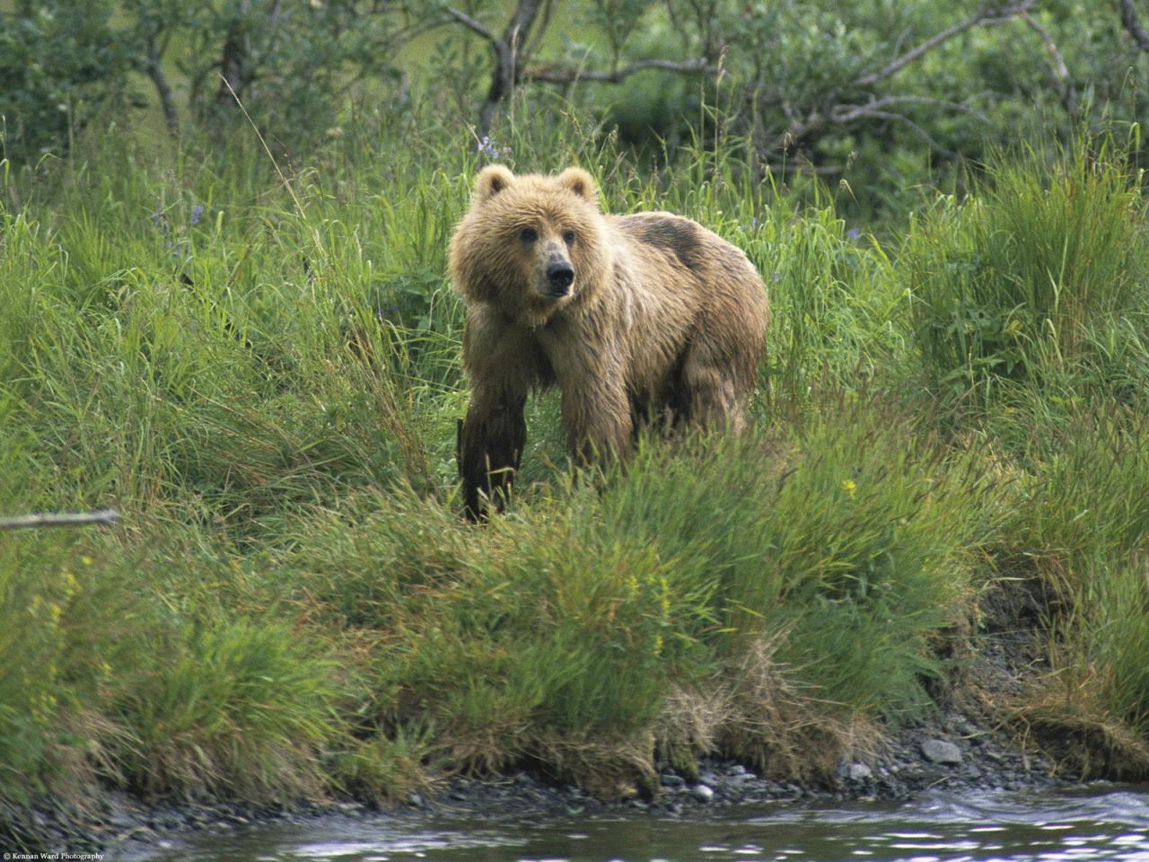 обои Brown Bear, Alaska фото