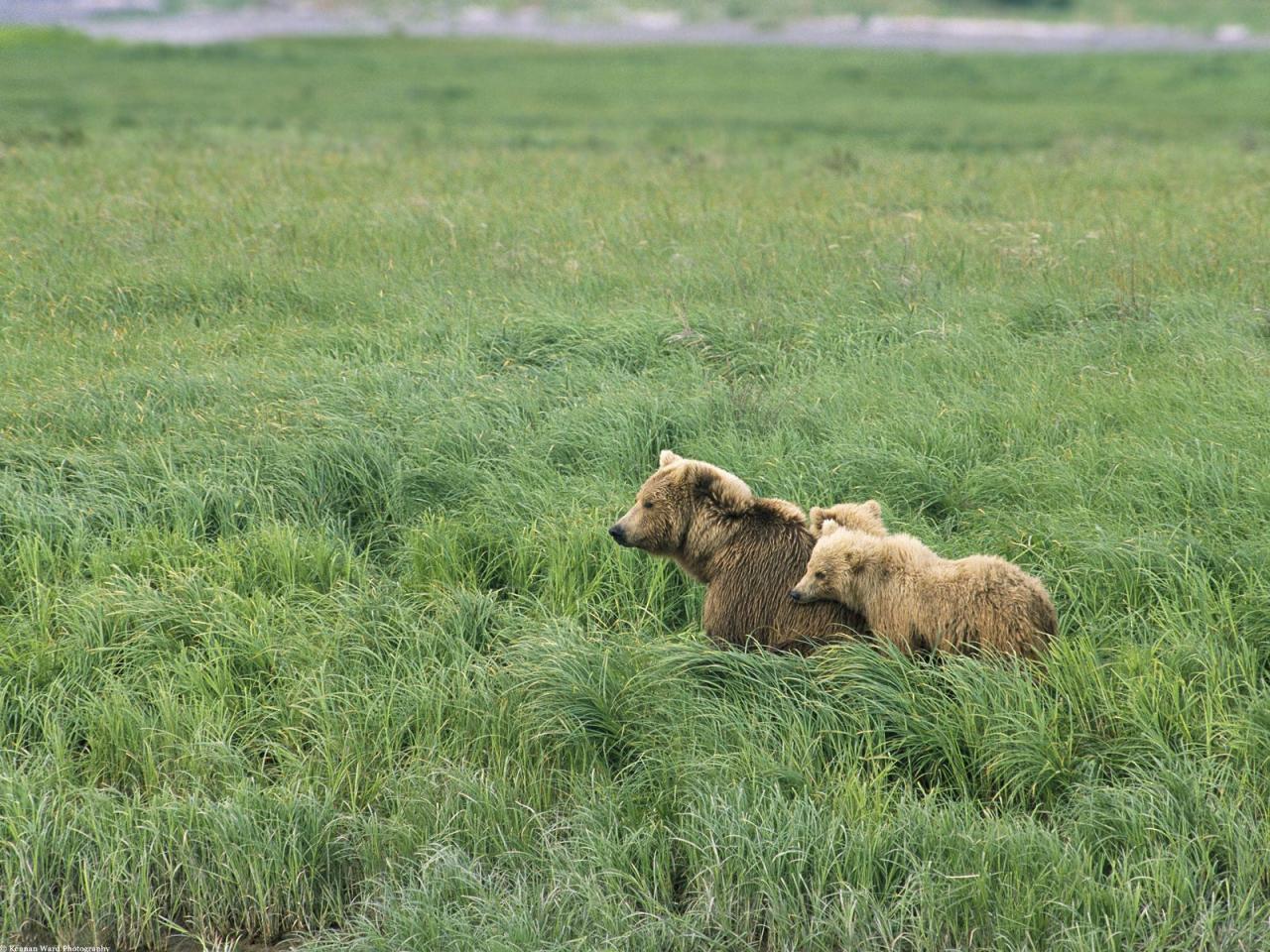 обои Momma and Her Cubs, Brown Bears, Alaska фото