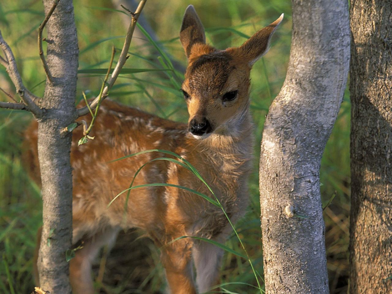 обои Sitka Black Tail Deer Fawn фото