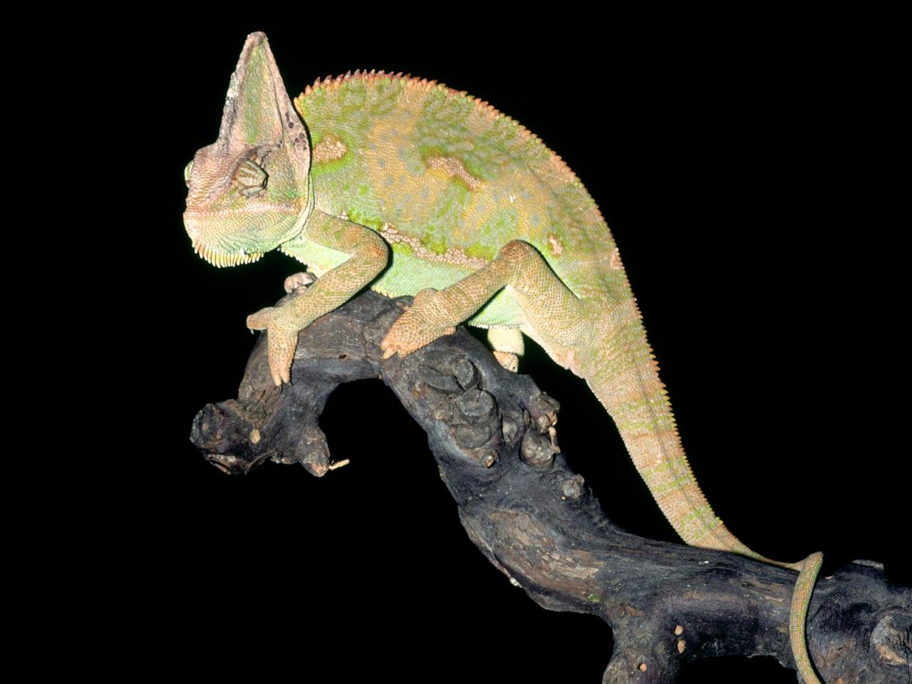 обои Veiled Chameleon фото