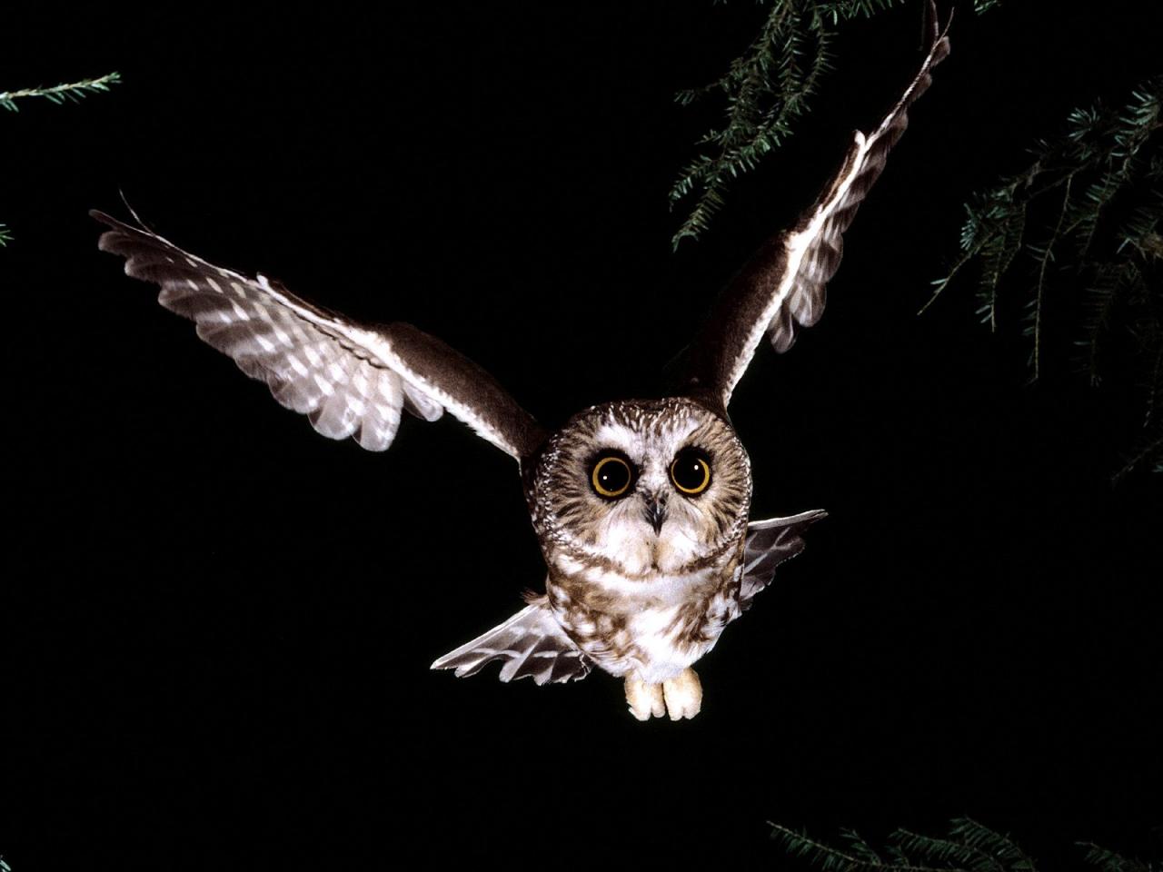 обои Saw-Whet Owl фото