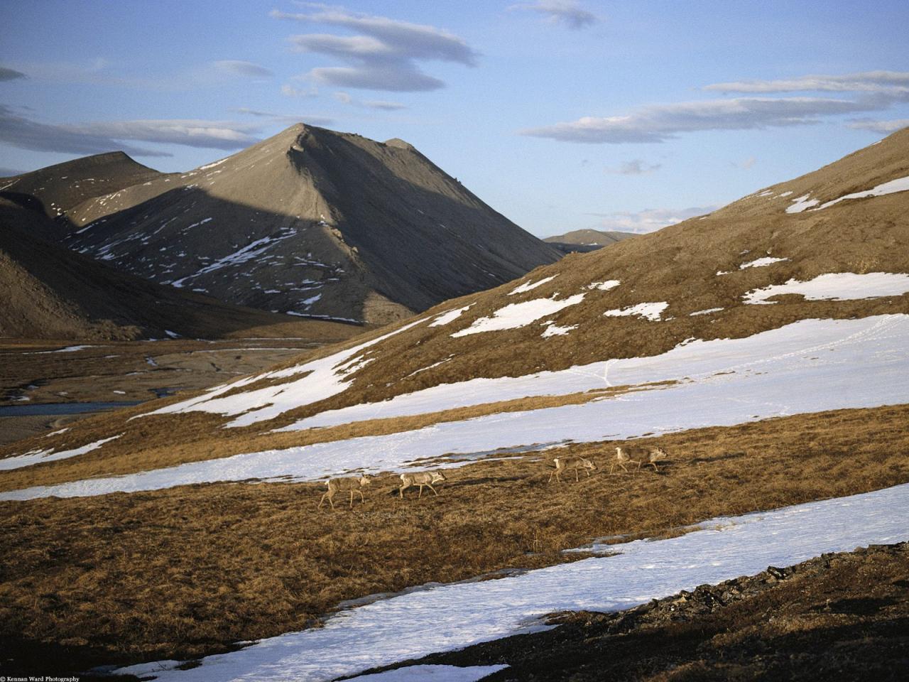 обои Caribou on Springtime Slope, Arctic National Wildlife Refuge, Alaska фото