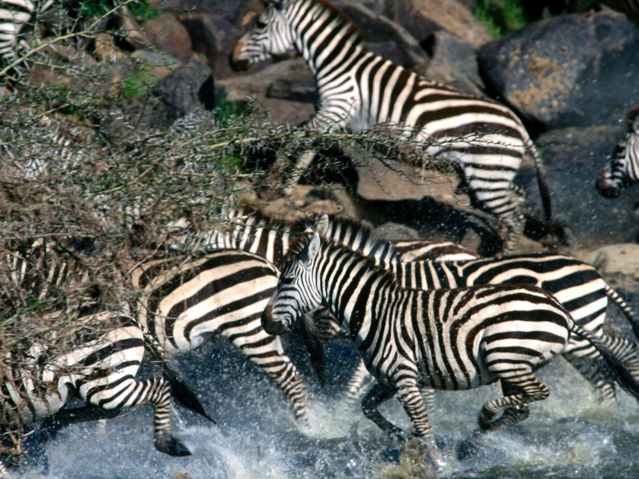 обои Exodus Across the River, Burchell фото