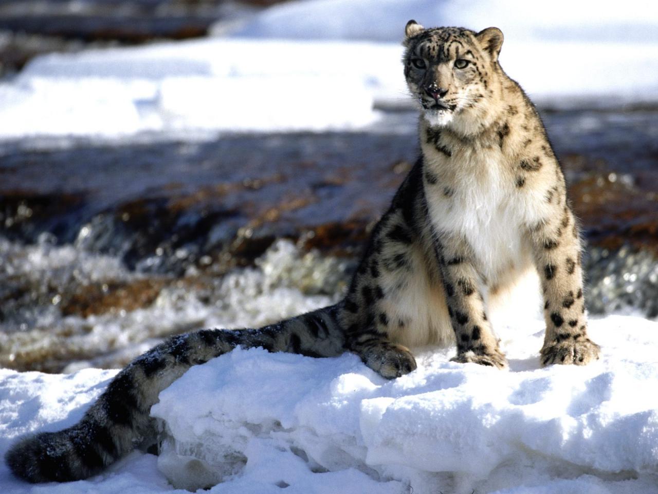 обои Focused, Snow Leopard фото