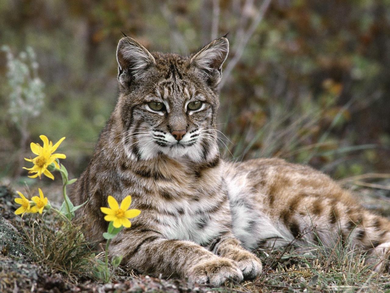 обои Bobcat, Montana фото