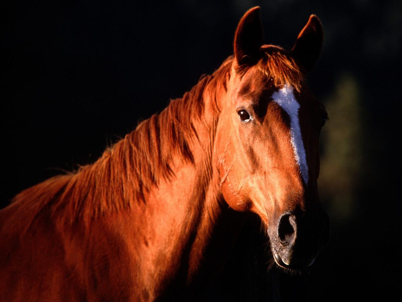 обои Sunset Profile, Quarter Horse фото