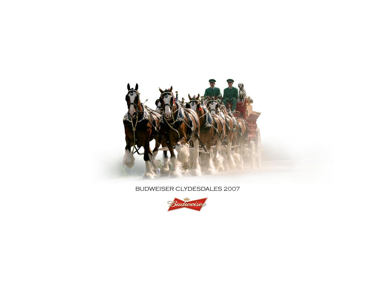 обои Budweiser фото