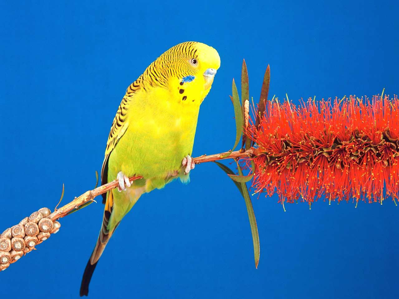 обои Желтый попугайчик фото